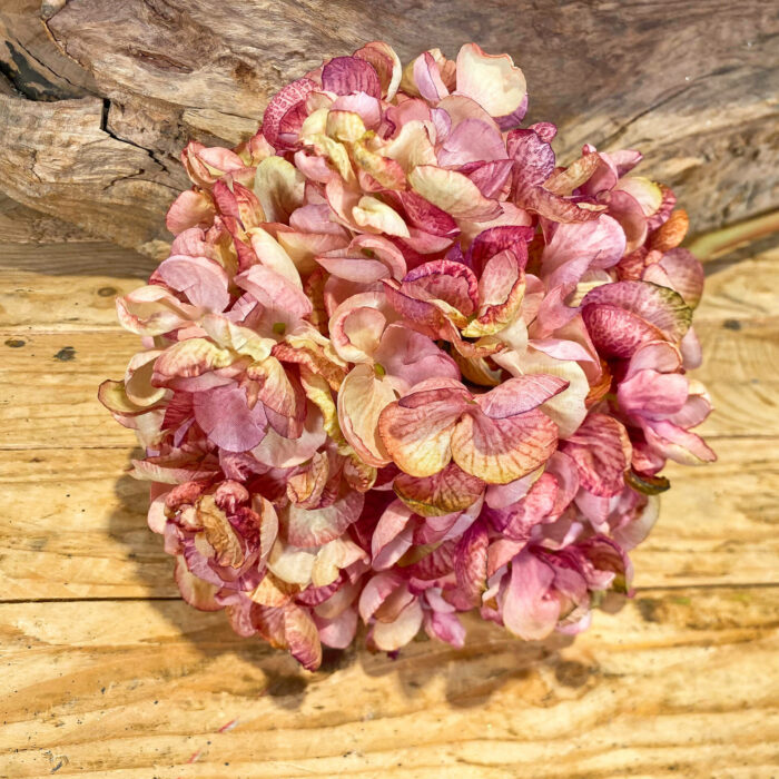 Κλαδί Ορτανσία Ροζ Βυσσινί