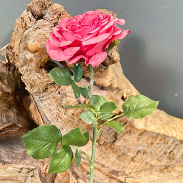Κλαδί Τριαντάφυλλο Φούξια
