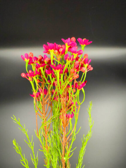 Τεχνητό Λουλούδι Wax Φούξια 80εκ