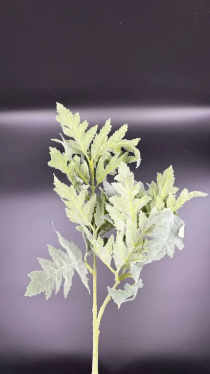 Ψεύτικη Πρασινάδα Senecio - Dusty Miller